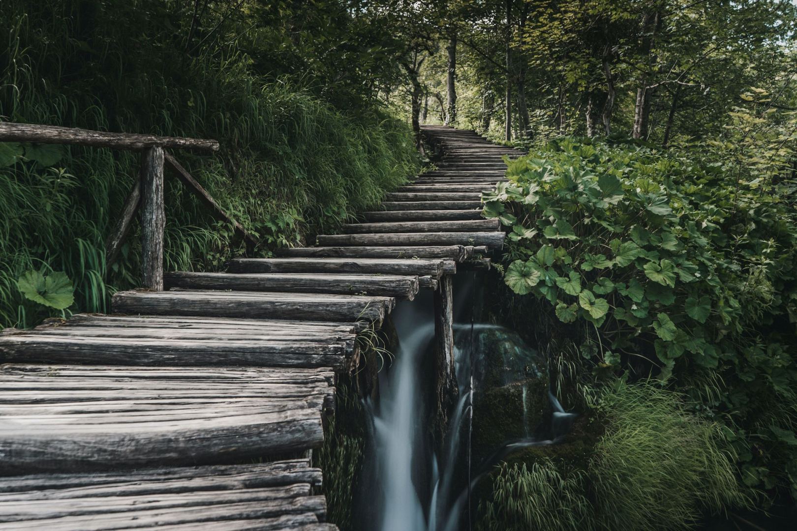 wooded-path